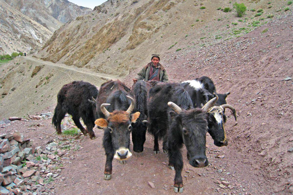 Yaks on the road.