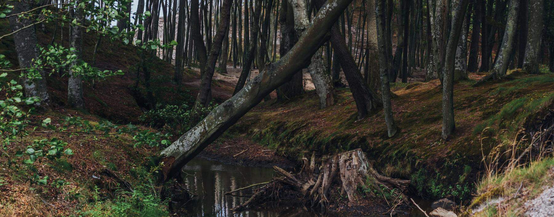 Wie die Lichtflecken im Wald vor uns hertanzen, tanzt nicht auch das Bild, das wir uns von unserem Leben machen? 