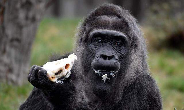 Bei Gorillas blieb die Verdopplung des zuständigen Gens folgenlos.