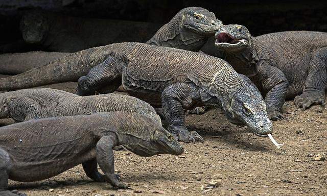 Komodo-Warane leben nur auf wenigen Inseln in Indonesien. Die Riesenechsen mit der langen gespaltenen Zunge im Nationalpark auf Komodo sollen ein Jahr lang Ruhe vor Touristen haben.