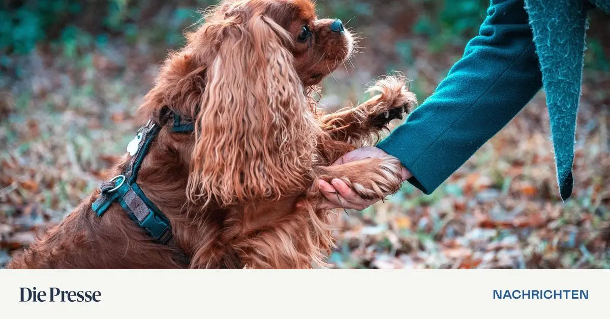 Hunde-zeigen-keine-Vorliebe-f-r-nette-Menschen