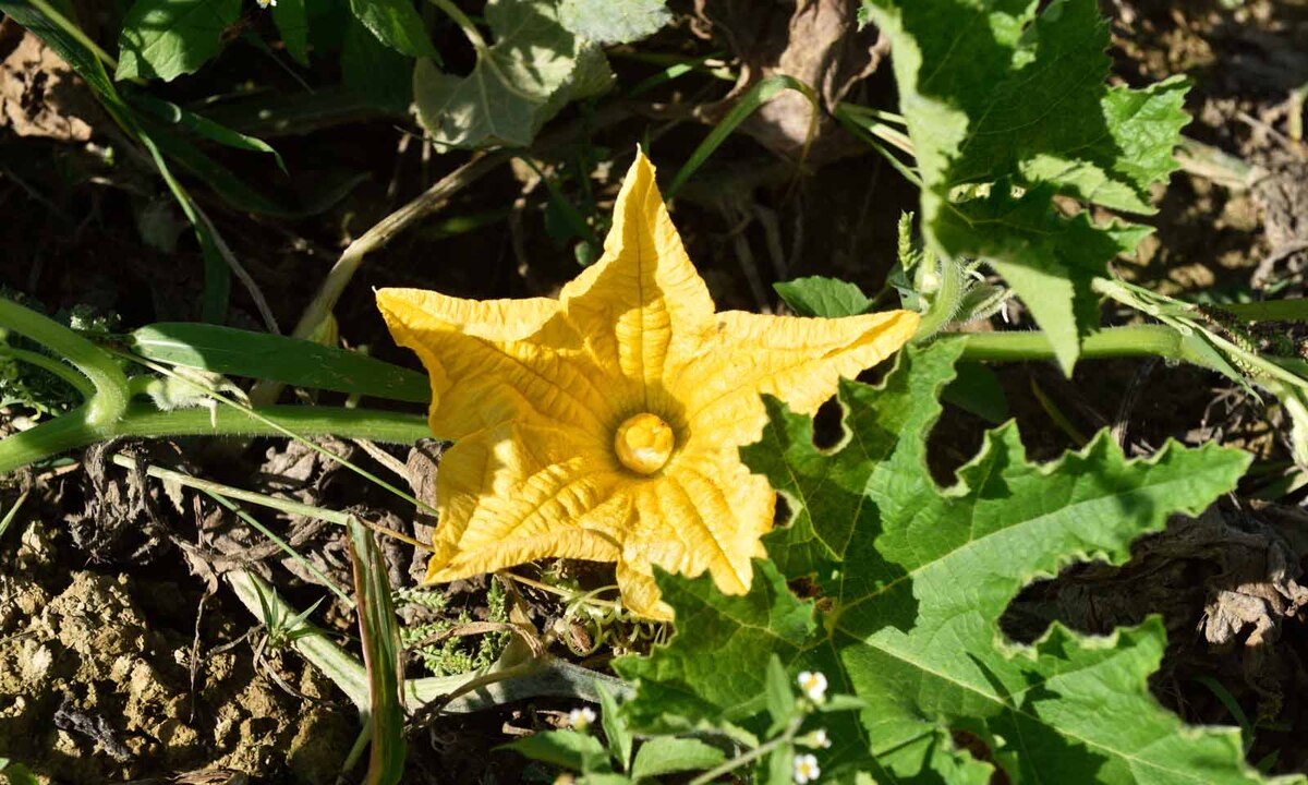 Das Kürbisjahr beginnt im Mai mit dem Anbau, im Juni/Juli startet die Blüte (bei der die Familie Metz mit einem Imker zusammenarbeitet), geerntet wird ab August bzw. September.