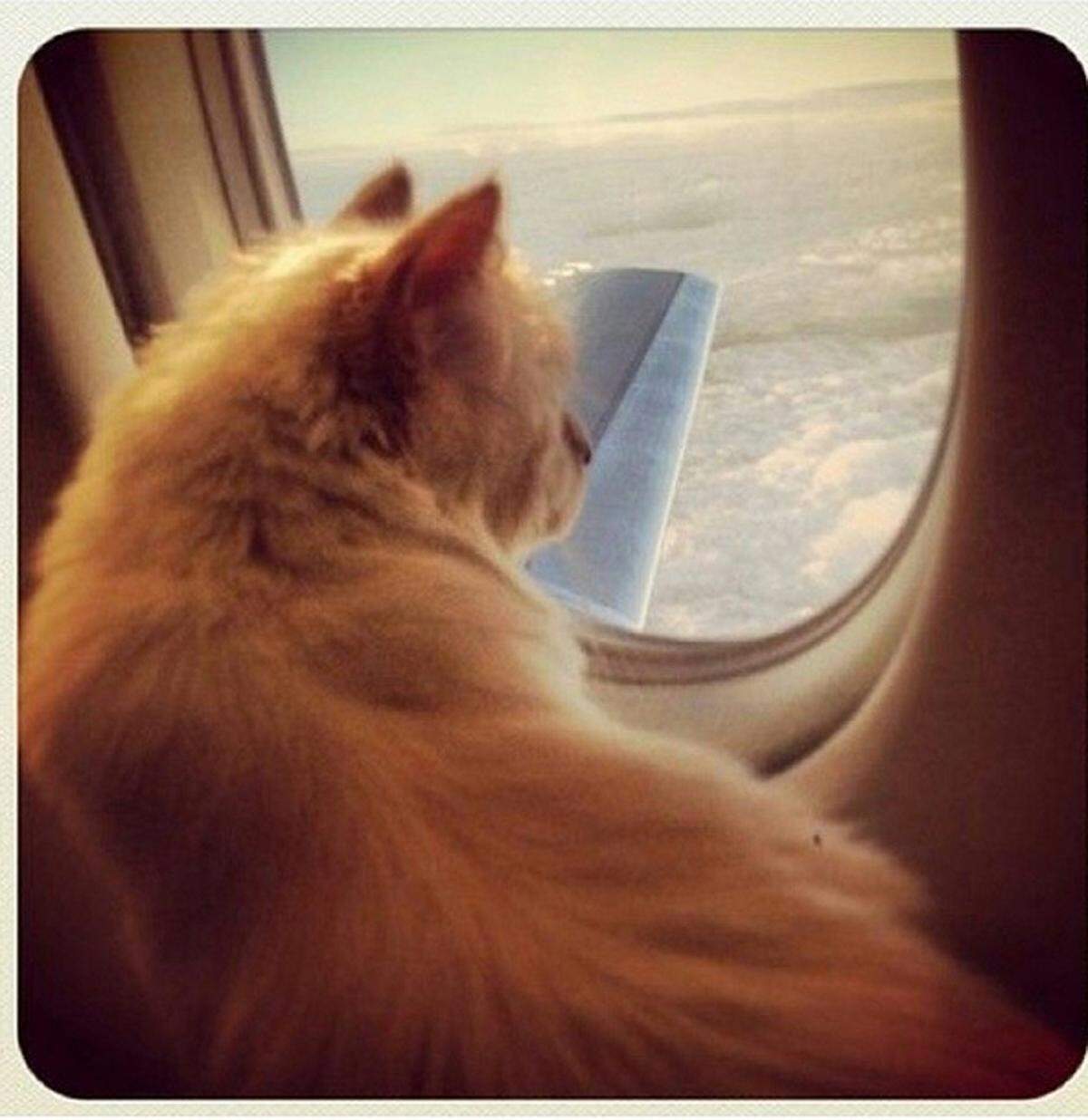 Choupette Lagerfeld lebt als Katze von Karl Lagerfeld ein Luxusleben. Flüge im Privatjet sind da nichts Ungewöhnliches. 21.000 Follower interessieren sich für @ChoupettesDiary.