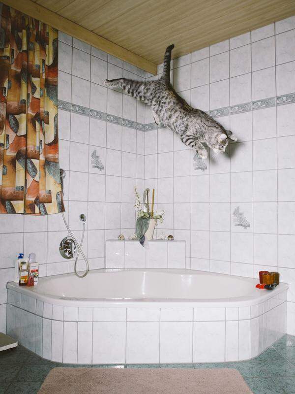 Mit der Katze Elli hat das Projekt begonnen: Die Katze von Gebhart de Koekkoeks Eltern in Tirol springt hier im heimischen Badezimmer herum.