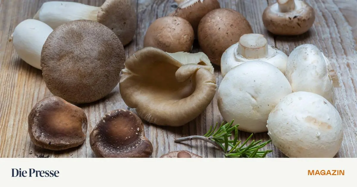 Warum Soll Man Spinat Nicht Aufwärmen www.diepresse.com