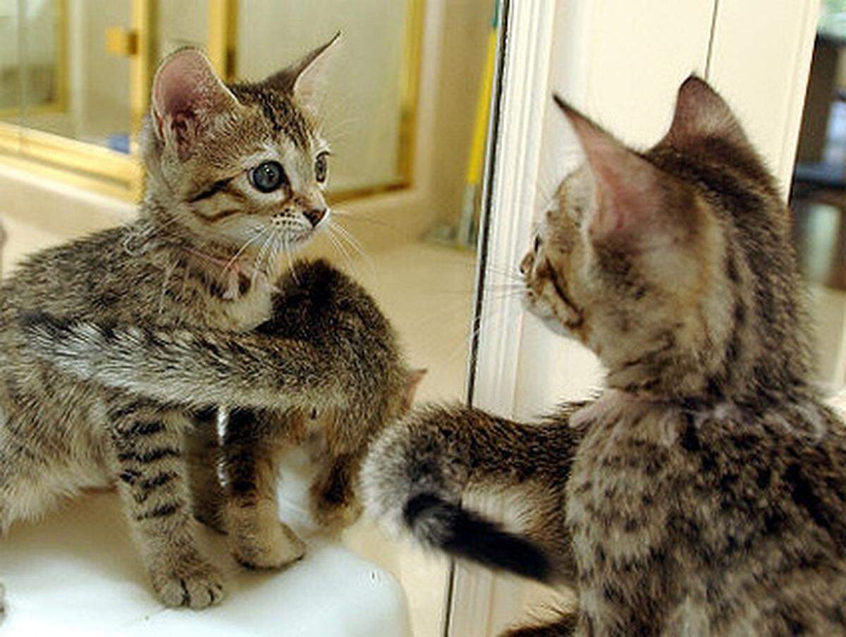 2004 etwa klonte eine kalifornische Biotechnikfirma um 50.000 Dollar (40.000 Euro) erstmals ein Kätzchen - auf Bestellung. Zwei Jahre später stellte die Firma den Betrieb ein. Man habe keine Technologie gefunden, um das Klonen von Haustieren rentabel zu machen.   Bild: Klon-Katzen "Baba Ganoush" starrt in den Spiegel. Dahinter ihr Zwilling "Tabouli".