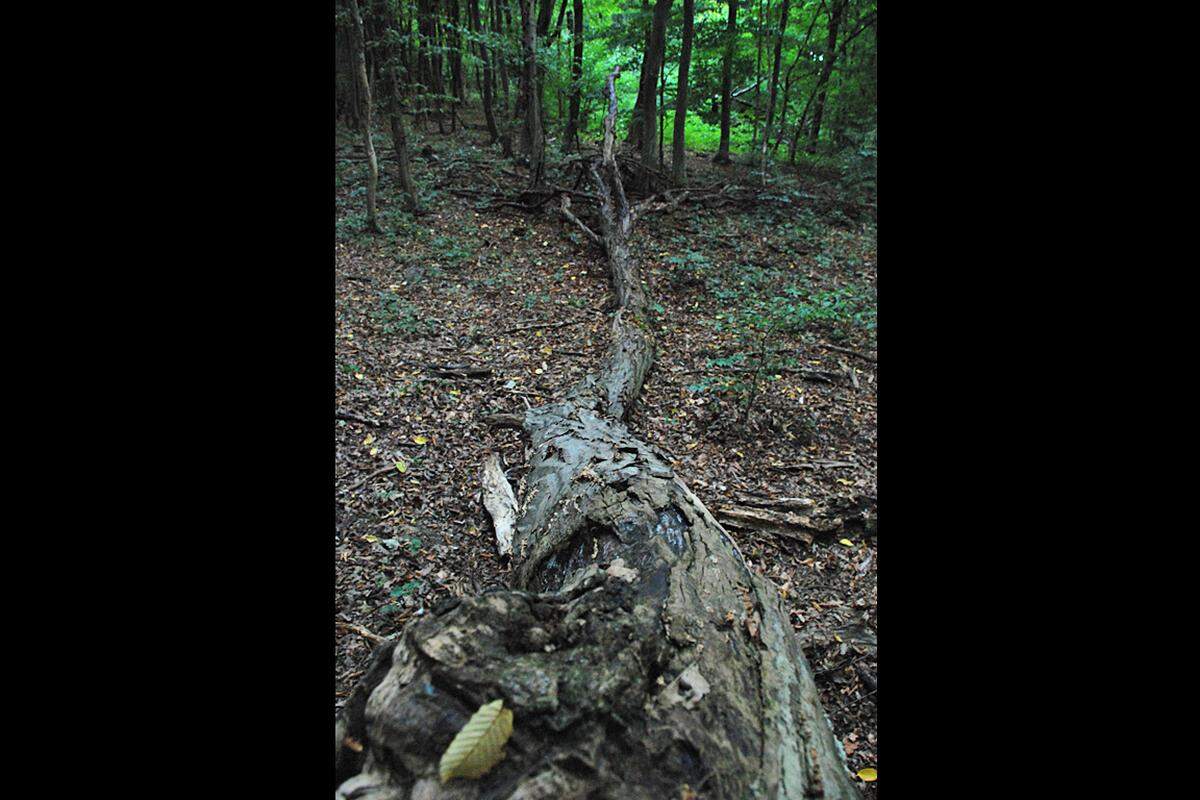 Das Totholz als Pilz-Lebensraum, Käfer, die sich im vermodernden Holz entwickeln: Der Johannser Kogel ist ein wertvolles Rückzugsgebiet für hoch spezialisierte und stark gefährdete Tier- und Pflanzenarten.