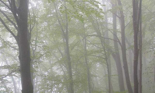 Wald mit Nebelstimmung