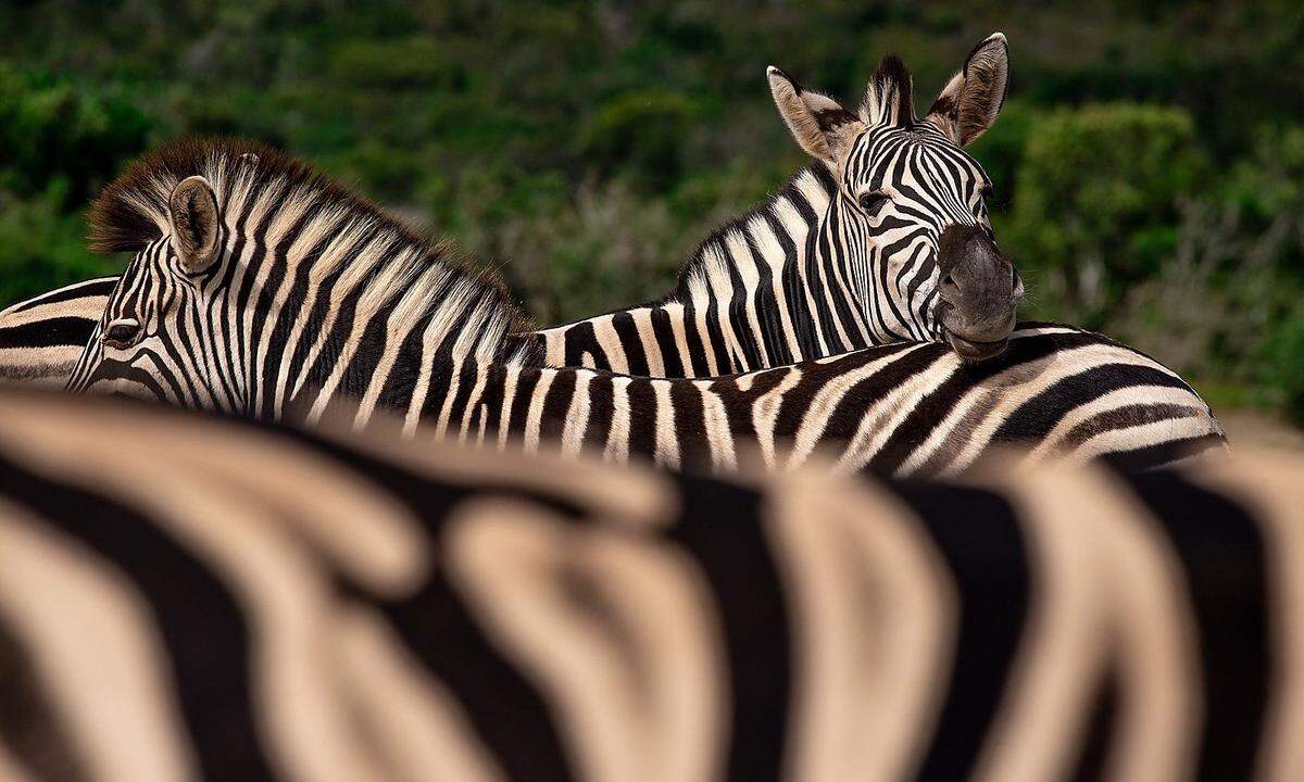 ZebraZebras sind mit Einhörnern eng verwandt, mit einem Unterschied: Ihnen geht es nicht um Gewinne und exponentielles Wachstum um jeden Preis, sondern auch um nachhaltige Werte und soziale Verträglichkeit. Sie wollen nicht alles kahlfressen, sondern zugleich profitabel und gesellschaftlich verträglich sein. Nie würden sie das eine für das andere opfern.