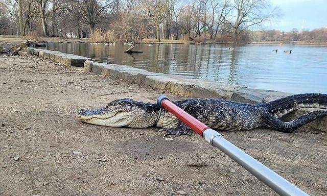 Ein Alligator im Park - in Australien vielleicht ein unglücklicher Irrtum, in New York (wie hier im Propect Park) jedenfalls absolut die Ausnahme. In beiden Fällen gefährlich.