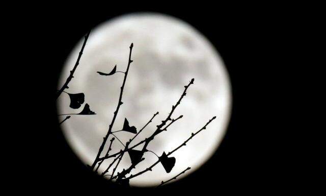 The supermoon is seen behind a ginkgo tree in Beijing