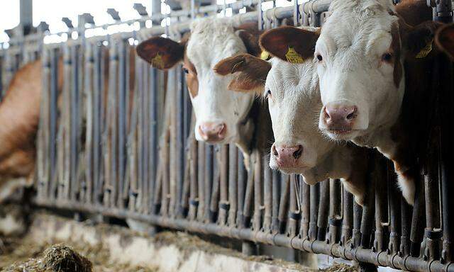 Milchkrise: Deutscher Bauernverband fordert Soforthilfen 