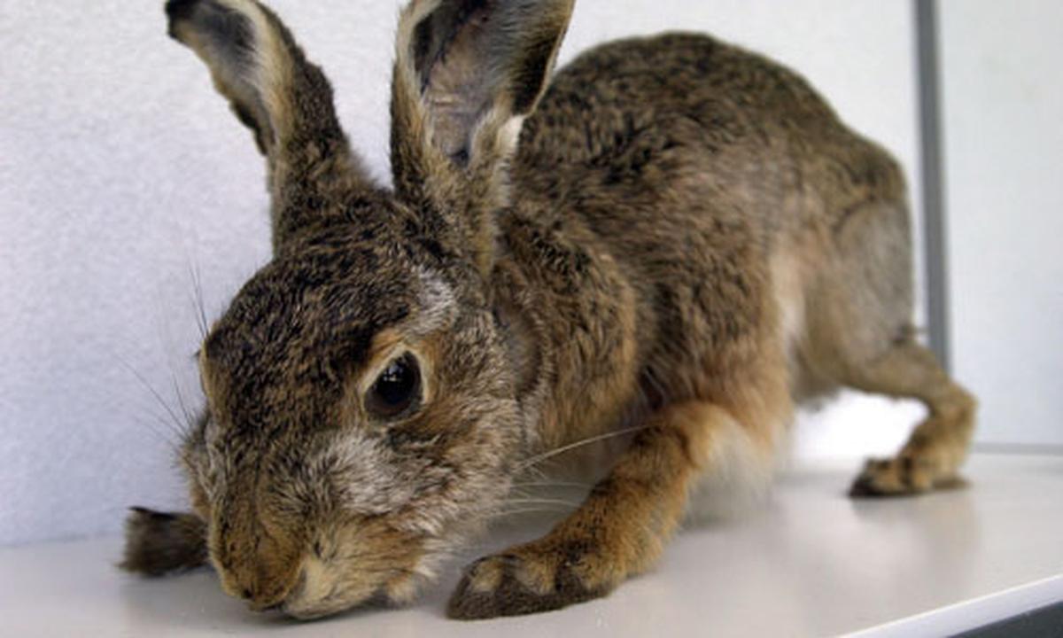 Deutschland: Kaninchen im Unterricht geschlachtet | DiePresse.com
