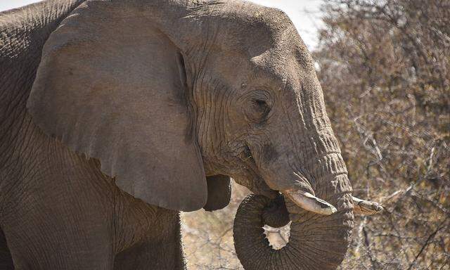 ElefantNamibia Namibia