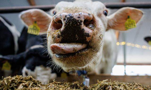 Das Vogelgrippevirus H5N1 befällt in den USA gerade Rinder. Die WHO ruft dazu auf, nur pasteurisierte Milch zu konsumieren, denn das Euter ist eine Art Infektionsherd, die Virusbelastung in der Rohmilch hoch.