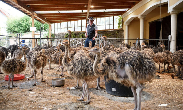 Rainer Gärtner im Straußenkindergarten. Die großen Strauße auf der Weide sind nass – und daher nicht sehr hübsch anzusehen.