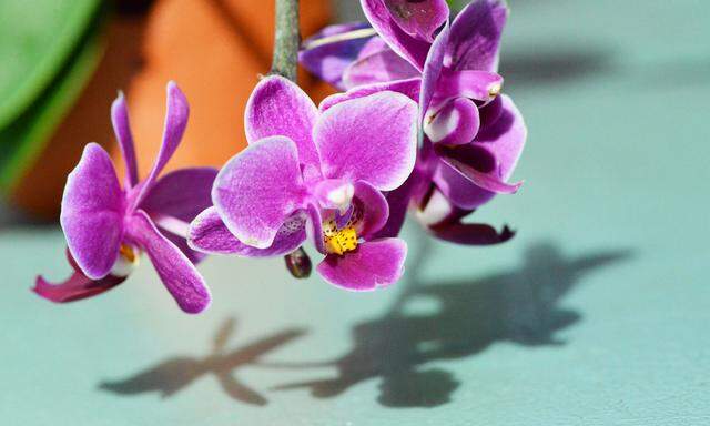 Orchideen zu ziehen, ist keine Hexerei.