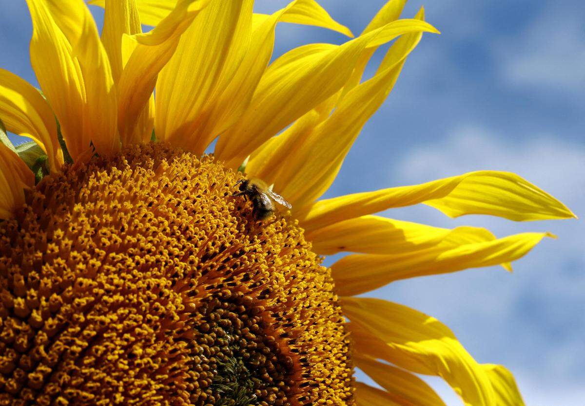25. August. Eine Biene auf einer Sonnenblume in Cheshire, England.   