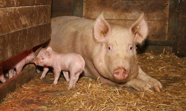 A piglet with the mother sow