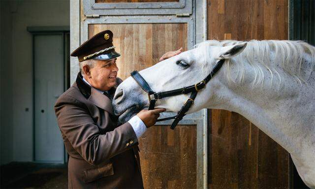 Stallmeister Johannes Hamminger weiß, wie man einen Lipizzanerhengst entspannt.  