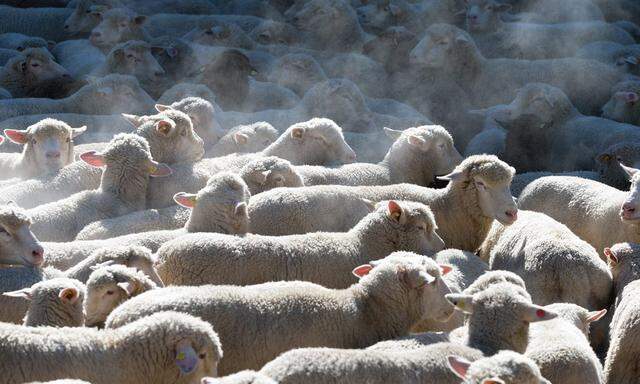 30 Millionen Schafe bilden das Rückgrat der neuseeländischen Wirtschaft. Sie haben inzwischen „Konkurrenz“ von Kühen und Rindern bekommen.