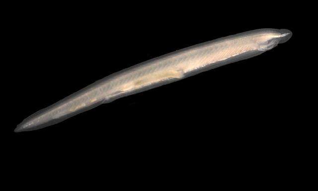 Die Lanzettfischchen (Branchiostoma) haben sich kurz vor der Entstehung der Wirbeltiere abgespalten. 