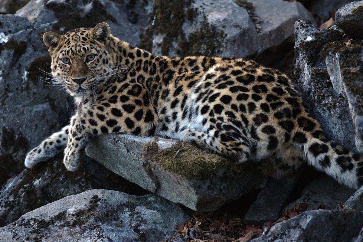 Amur-Leopard: Die Bestandszahlen des Amur-Leoparden in Russland haben laut einer Zählung deutlich zugenommen. Derzeit sollen rund 50 Tiere durch die Wälder nahe Wladiwostoks streifen. In China zeigen Aufnahmen aus einer Kamerafalle eine Leopardin mit zwei Jungtieren. Das spräche dafür, dass sich die Art auch wieder in der Volksrepublik ausbreitet. Amur-Leoparden zählen zu den gefährdetsten Säugetieren der Welt. Beim Zensus 2008 waren nur rund 30 Tiere identifiziert worden. Bereits 2012 zählte die Art zu den Gewinnern. Damals war im Südwesten Russlands an der Grenze zu China und Nordkorea ein neuer Nationalpark eingerichtet worden.
