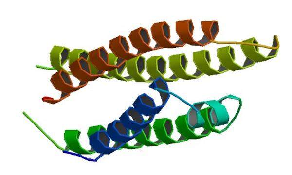 Ein Band aus 299 Aminosäuren: Apolipoprotein E, das den Stoffwechsel der Fette steuert. Dieses Protein – und das Gen, das für seinen Aufbau zuständig ist - kommt bei Menschen in drei Varianten vor: E2, E3, E4. Die Variante E4 begünstigt Alzheimer.