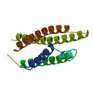 Ein Band aus 299 Aminosäuren: Apolipoprotein E, das den Stoffwechsel der Fette steuert. Dieses Protein – und das Gen, das für seinen Aufbau zuständig ist - kommt bei Menschen in drei Varianten vor: E2, E3, E4. Die Variante E4 begünstigt Alzheimer.