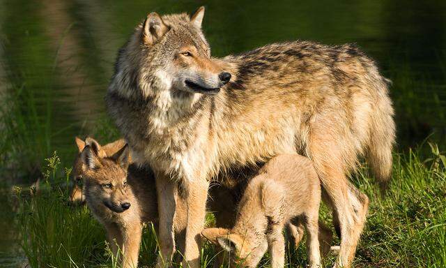 Gray wolf mother and pups standing lakeside.