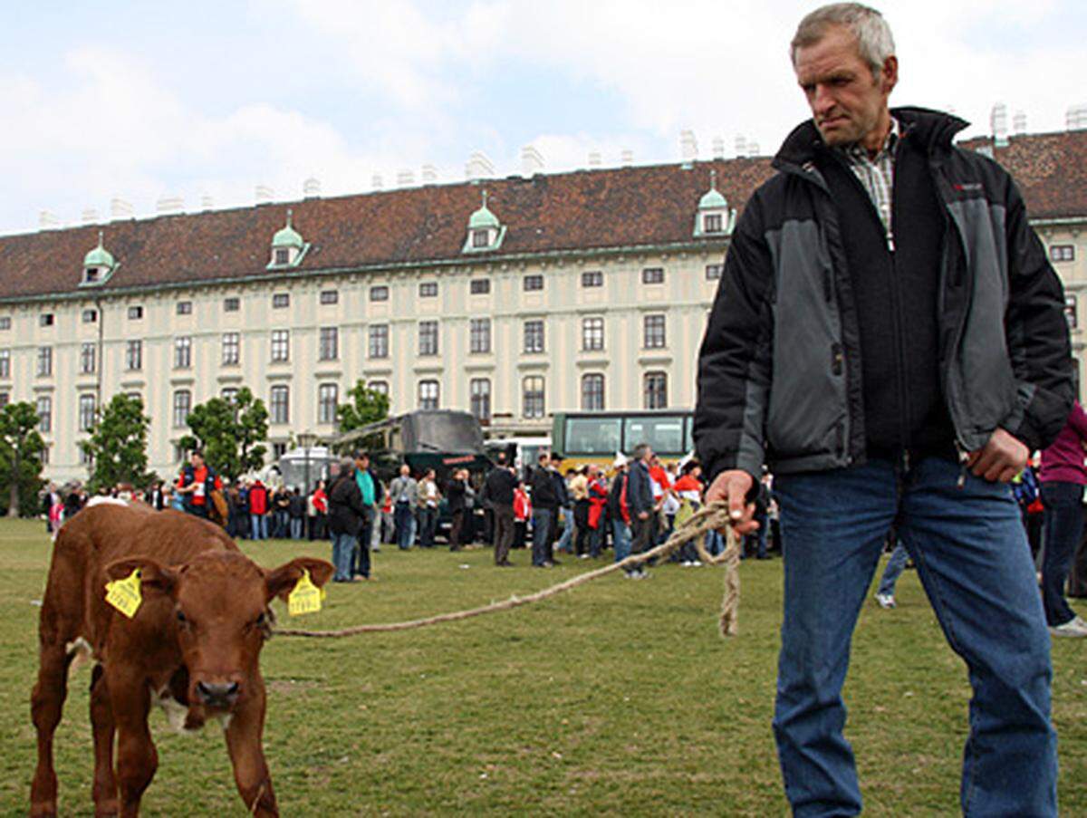 ... und jüngere Kuh war bei den Protesten mit von der Partie.