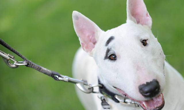 Archivbild: Ein Bull Terrier, aufgenommen in Wien