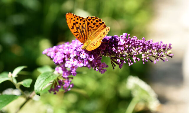 In der Ukraine blüht der Flieder später.
