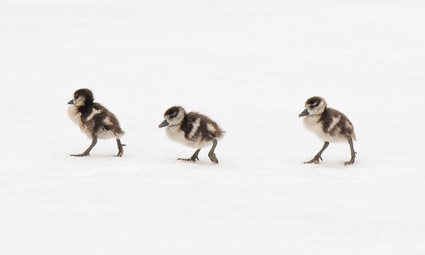 Symbolbild: Nilgansküken im Schnee, aufgenommen in Deutschland