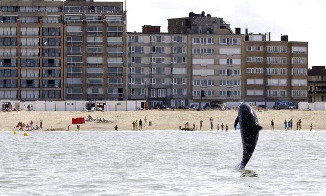 BELGIUM DOLPHIN VISIT