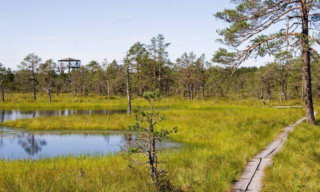 Estland, das nördlichste baltische Land, verfügt über viel unverfälschte Natur – Strände, Wälder, Hochmoore, die sich ideal zum Wandern eigenen – im Mooren zum Beispiel mit Moorschuhen oder auf Stegen. 