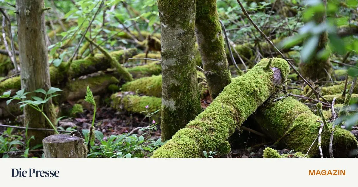 totholz-im-winter-und-bei-d-rre-pausiert-die-holzzersetzung-premium