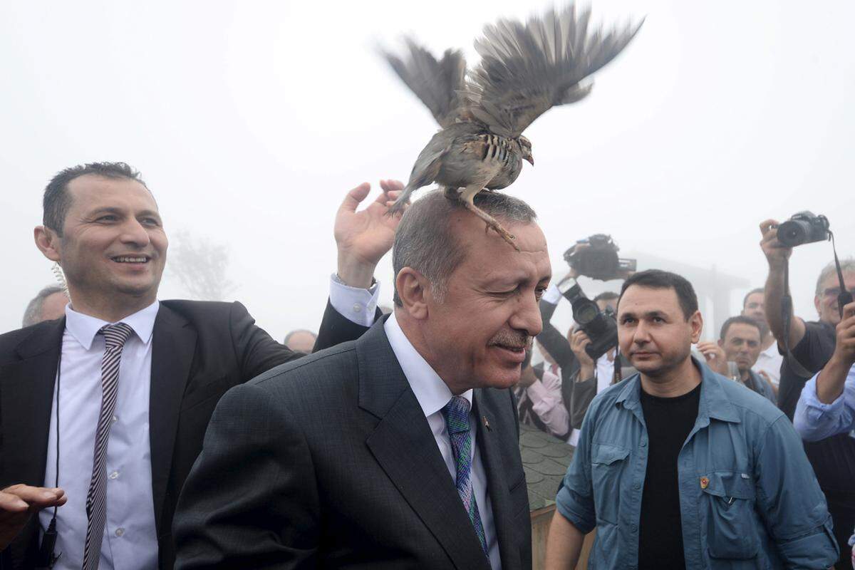 Ein Moorhuhn legt eine Zwischenlandung auf dem Kopf des türkischen Präsidenten, Recep Tayyip Erdogan, bei dessen Besuch einer Einrichtung des Forst- und Wasserministeriums in Rize in der Türkei.