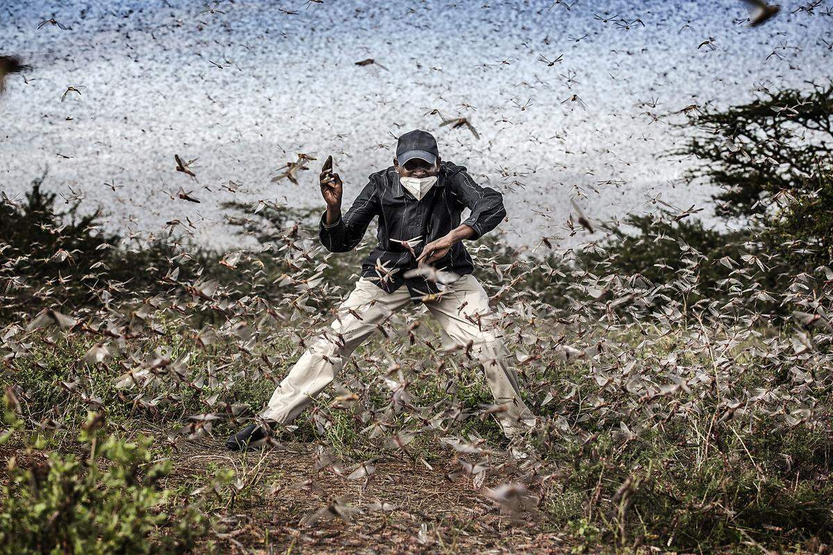  Luis Tato fotografierte die größte Heuschreckenplage in Ostafrika seit 70 Jahren. Auf diesem Bild versucht Henry Lenayasa in Kenia die Insekten zu verscheuchen. Als ausgewachsene Tiere können die Insekten mit günstigem Wind mehr als 130 Kilometer am Tag fliegend zurücklegen. Ein Schwarm Wüstenheuschrecken von etwa einem Quadratkilometer kann an einem Tag so viel fressen wie 35.000 Menschen.