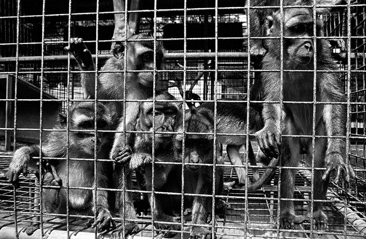 Am nähesten kamen RNA-Viren Europa durch die Einfuhr von Affen für Tierversuche. Das ähnliche Marburg-Virus wurde nach einem Ausbruch infolge von Affenimporten nach Deutschland für Tierversuche im Jahr 1967 so benannt. Erkrankungen und Todesfälle unter Beschäftigten eines Pharma-Unternehmens sorgten damals für Alarm.