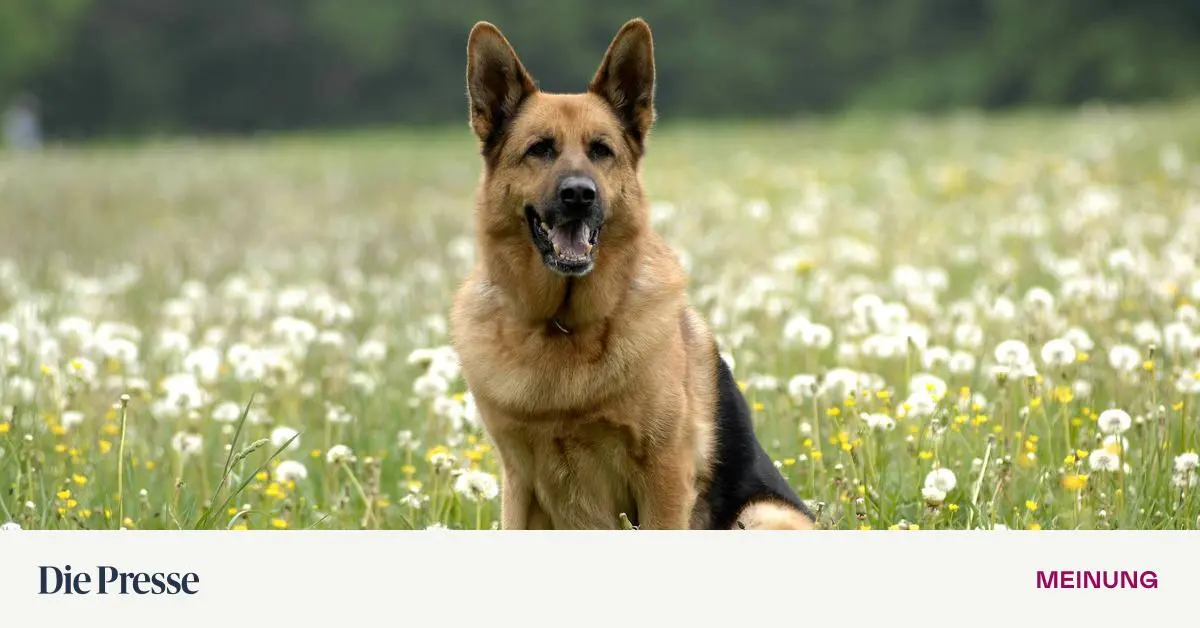 Ich-bin-wegen-Kommissar-Rex-zu-sp-t-in-die-Arbeit-gekommen-premium-