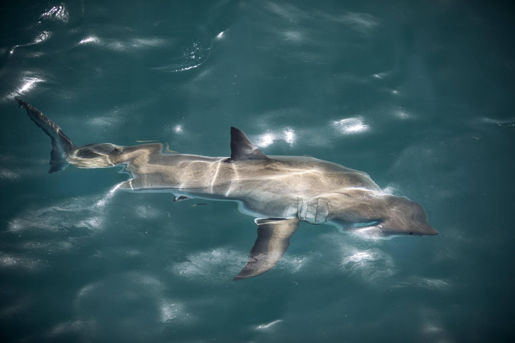 Österreicherin auf Galapagos-Inseln von Hai angegriffen
