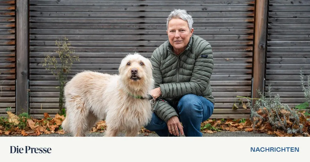 Weihnachtsmarkt-f-r-Bello-Was-dahinter-steckt-premium-