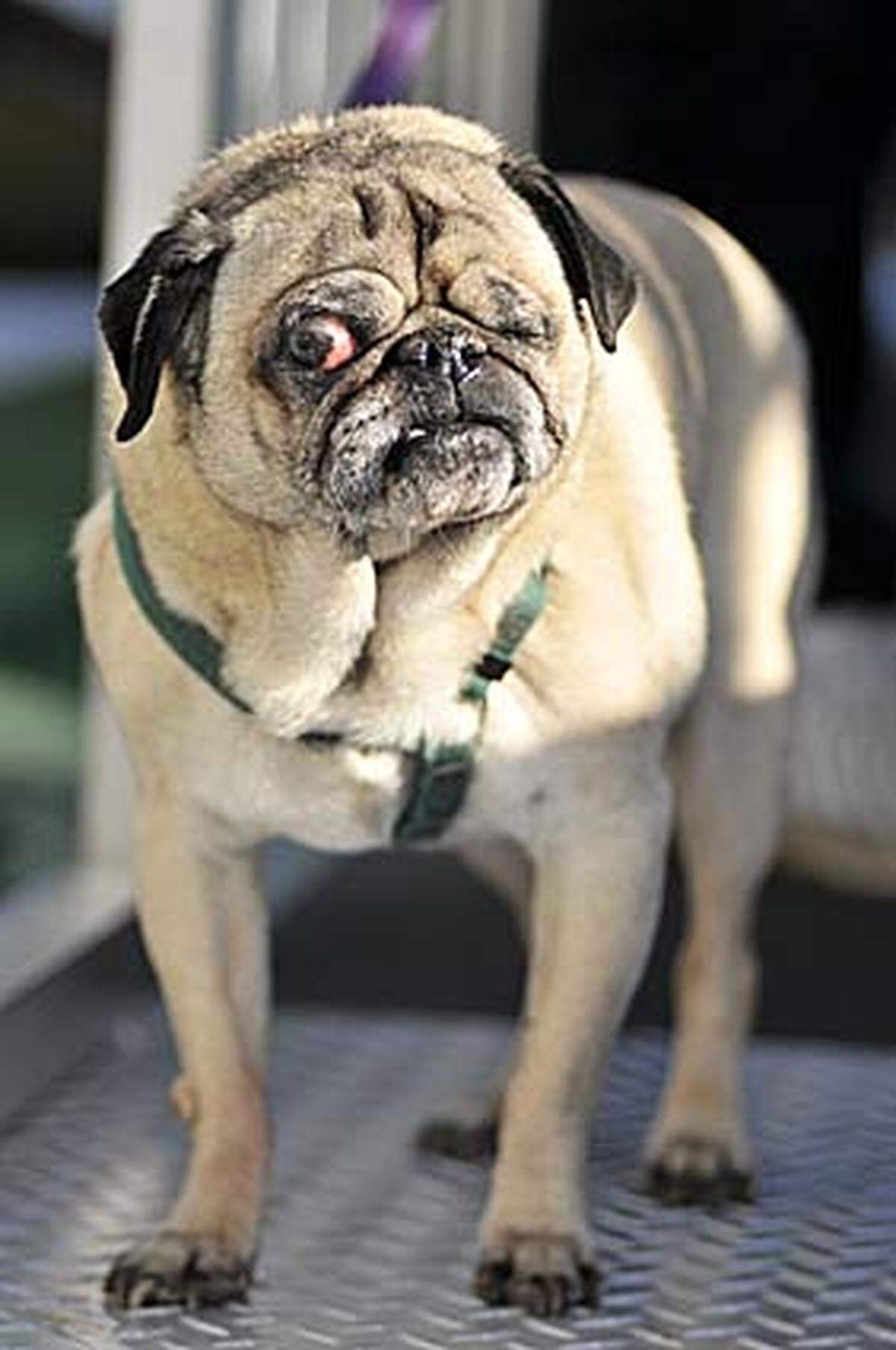 Mit seinem glotzenden Auge war auch diese Bulldogge nicht leicht zu schlagen.