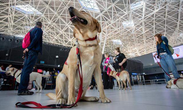 Unter den Reisenden befinden sich am Flughafen Helsinki jährlich mehr als 10.000 Hunde. 