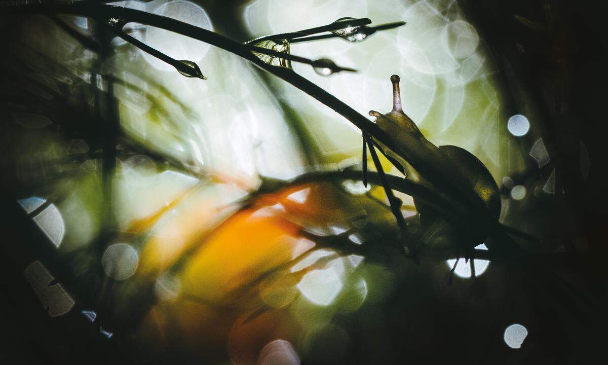 Ins Detail geht es bei diesem Bild: Eine kleine Schnecke erkundet nach einem kurzen Schauer eine Spargelpflanze. Das orange Licht stammt von einer durch die Sonne beleuchteten Spargelbeere, beschreibt der britische Fotograf William Mallett.