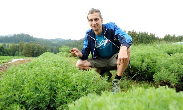  Peter Leitner stellt im Mühlviertel Cola her und nennt es Pedacola. Die wichtigste Zutat ist die Eberraute, auch Colastrauch genannt.