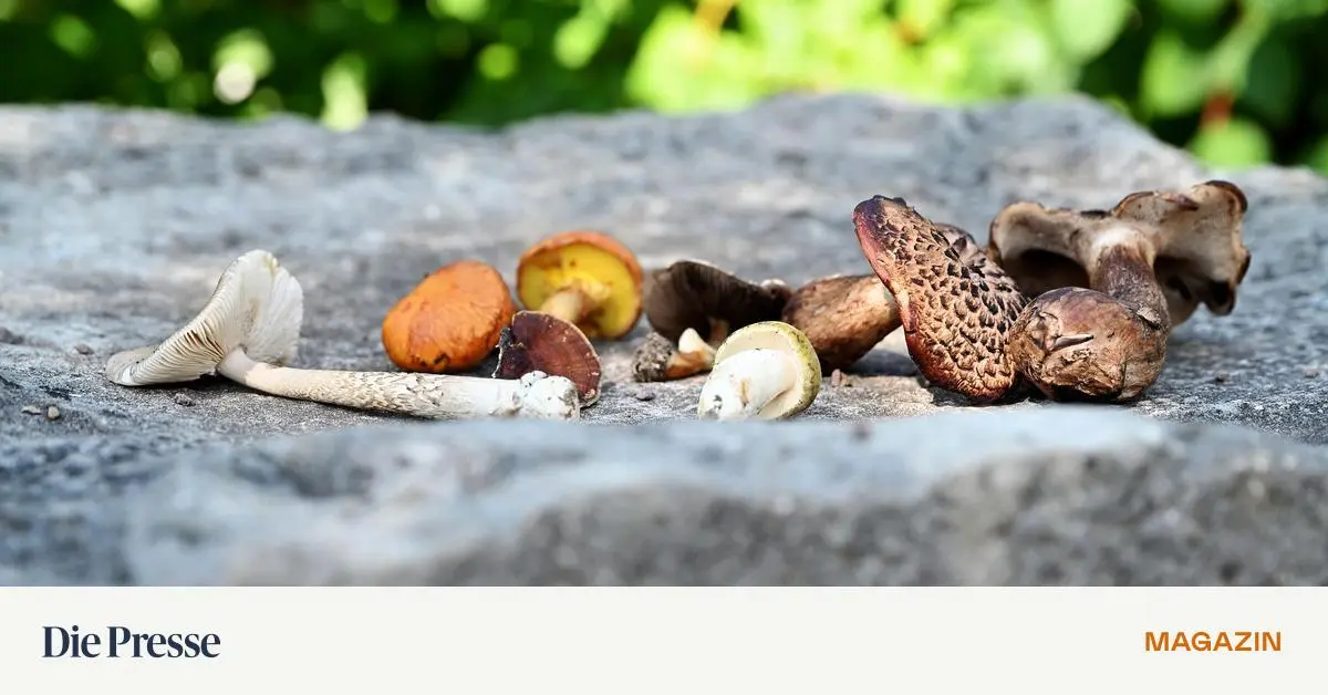 Aus-einer-werden-zwei-Pilzsaisonen-premium-