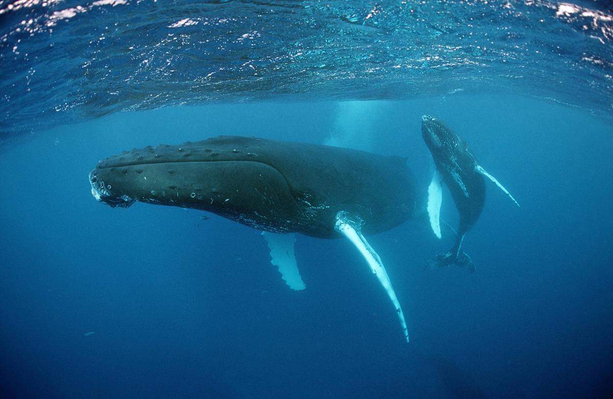 Das Wasser rund um die Insel Rurutu (Austral-Inseln) ist so klar, dass man 30 bis 60 Meter tief sehen kann. Zwischen Juli und Oktober kommen die Buckelwale zum Kalben, Aufziehen und Paaren in die Gewässer. Neben Whale Watching Touren wird auch das Schnorcheln mit den riesigen Tieren angeboten.
