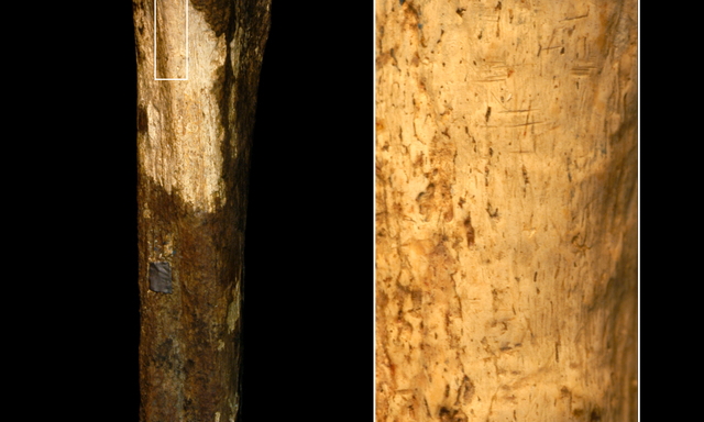 Dieser Knochen aus Kenia birgt düstere Geheimnisse.